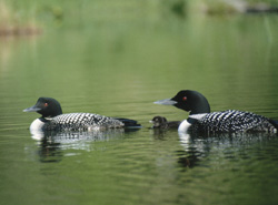 Loon