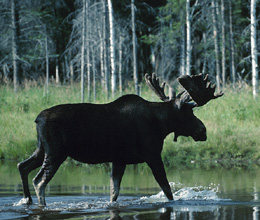 Moose